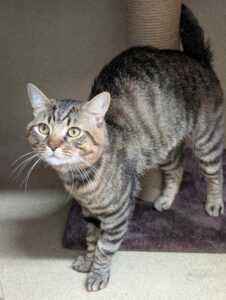 Pet Image